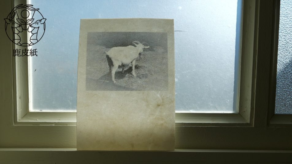 鹿皮紙製　写真ポストカード　